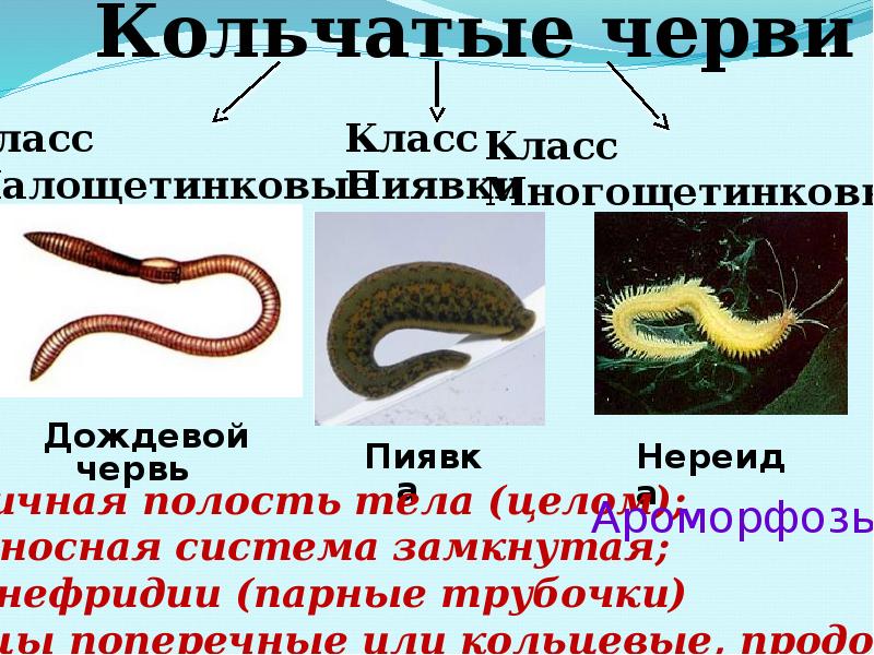 Зоология беспозвоночных