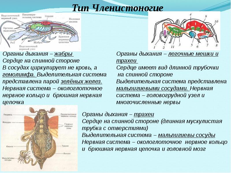 Презентация по зоологии