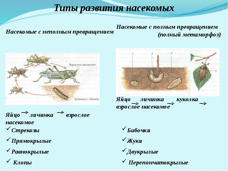 Презентация зоология беспозвоночных