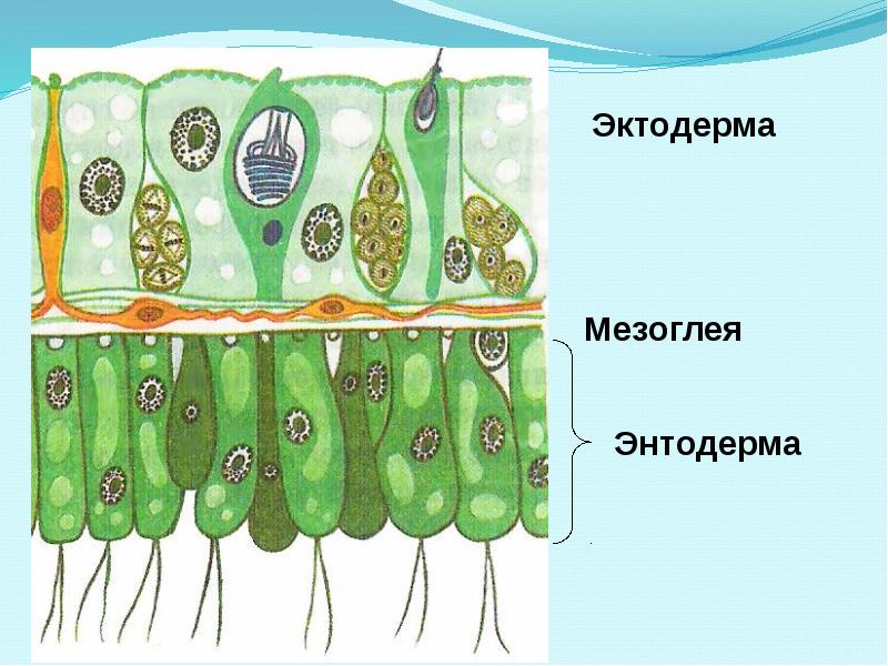 Энтодерма на рисунке