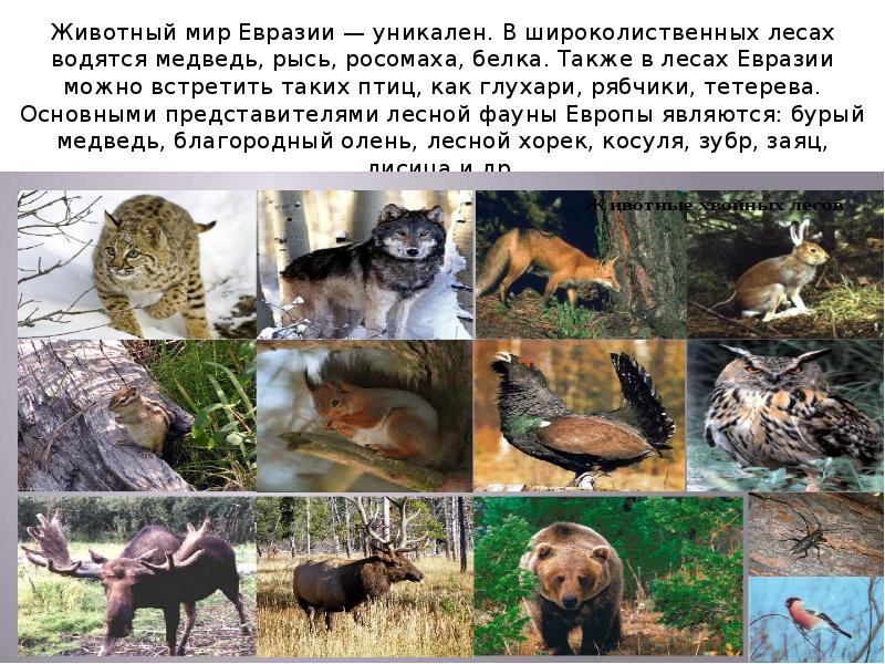 Какие леса в евразии. Животный мир Евразии. Растительный и животный мир Евразии. Животные мир Евразии. Растительный мир Евразии.