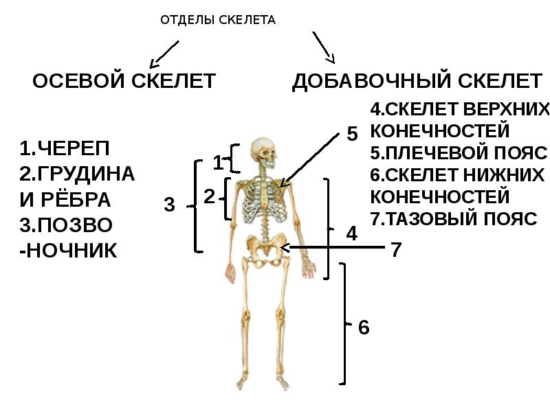 Признаки строения осевого скелета современного человека