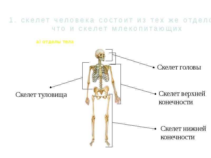 Внутренний скелет состоит из