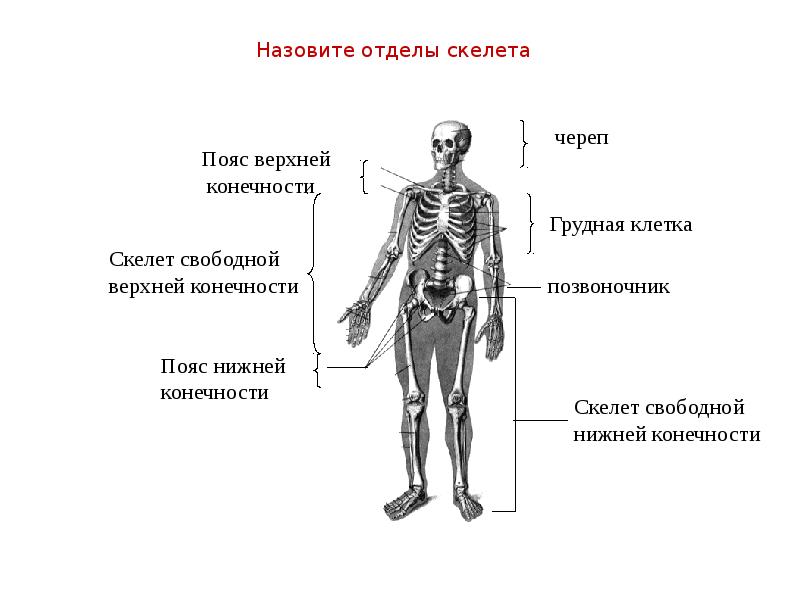 Основные отделы скелета. Осевой скелет. Хорда осевой скелет. Общее строение скелета человека таблица.