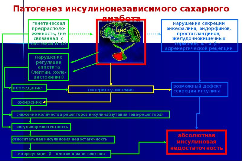 Сахарный диабет 2 типа презентация патофизиология