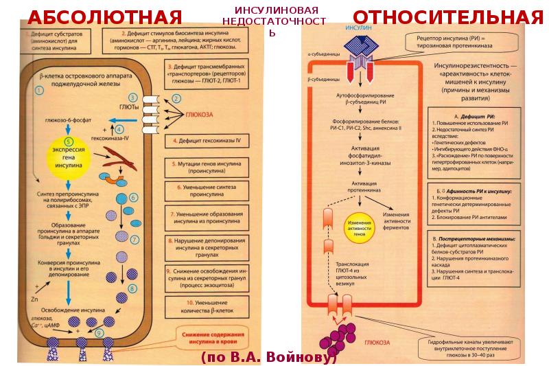 Патофизиология углеводного обмена презентация