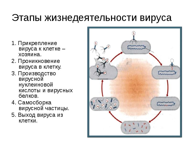 Рассмотри схему процесса самовоспроизведения живой клетки для каких клеток характерен данный процесс