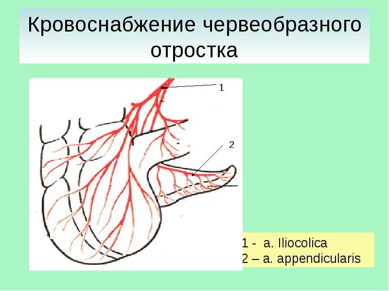 Тонкая кишка отделы строение стенки топография отношение к брюшине кровоснабжение и иннервация