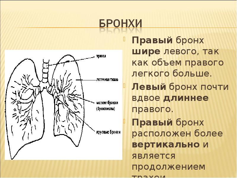 Правое легкое больше левого. Правый бронх. Правый и левый бронх. Бронхи являются продолжением. Правый и левый бронх отличия.