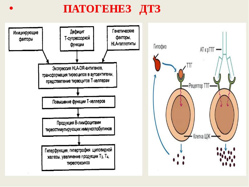 Патофизиология щитовидной железы презентация