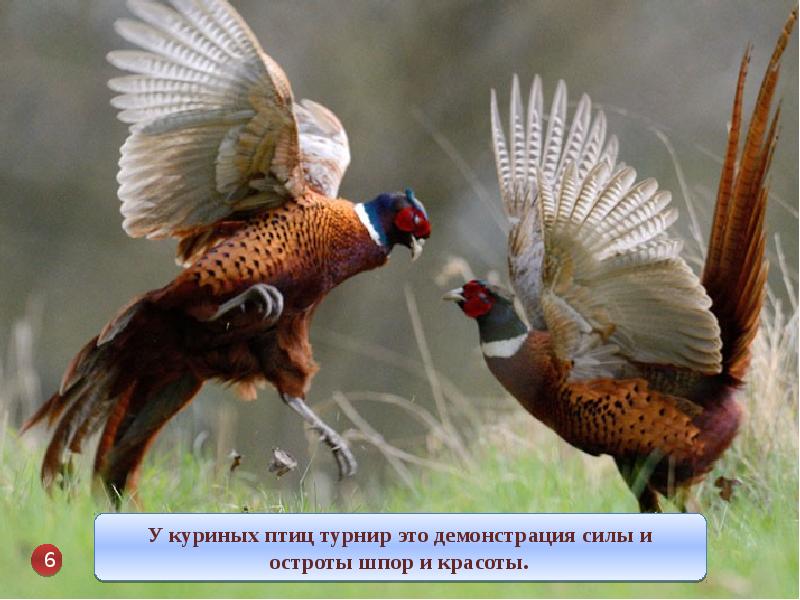 Фото Птицы Самец