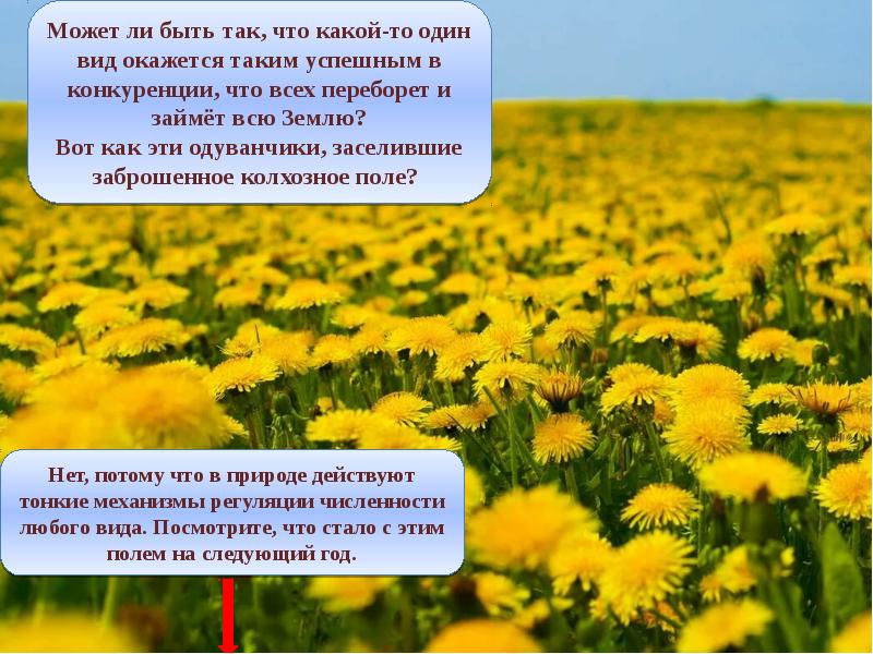 Оказалось какой вид. К какому природное сообщество относится характерн одуванчик.