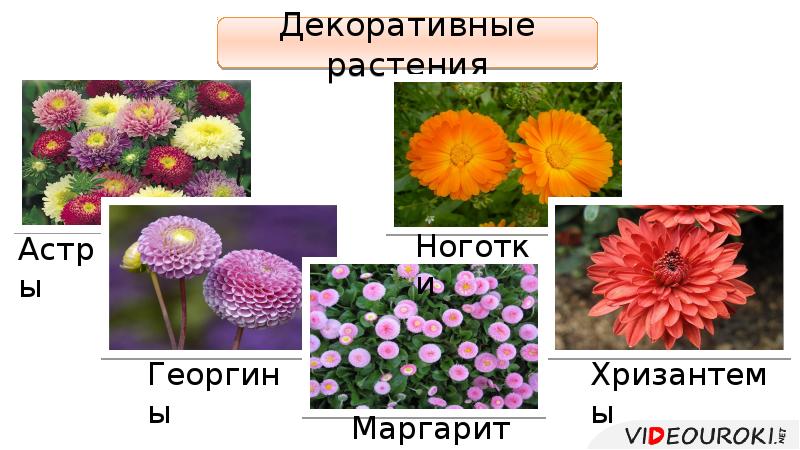 Семейство астровые представители фото