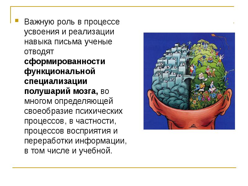 Функциональная специализация полушарий. Специализация полушарий мозга.