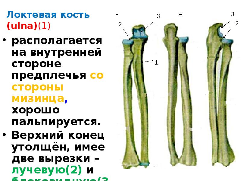 Локтевой отросток локтевой кости. Локтевая кость блоковидная вырезка. Шишковидный отросток локтевой кости. Дистальная головка локтевой кости. Головка локтевой кости анатомия.