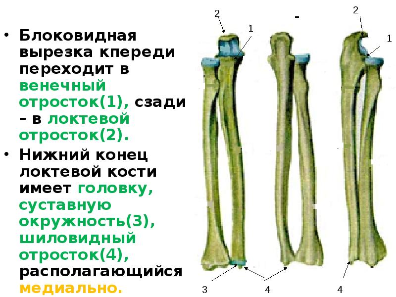 Локтевой отросток локтевой кости