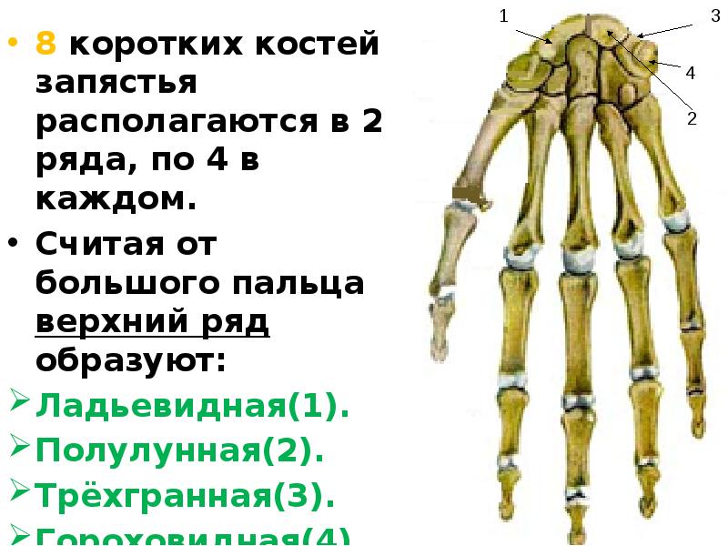 Трехгранная кость. Верхний ряд костей запястья. Короткие кости. Строение коротких костей. Короткие кости запястья.