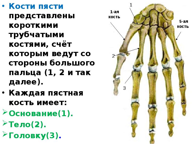 Среди костей. Кость пясти. Кости пясти прилежат. Строение пясти. Трубчатая кость ноги.