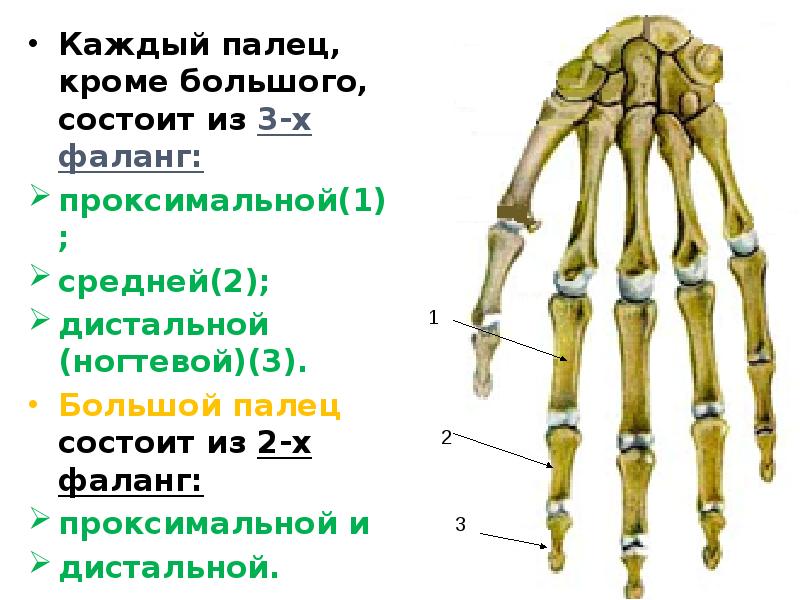 Фаланга пальца это где фото на руке