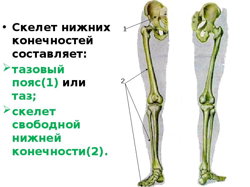 Скелет ноги человека фото с описанием костей фото
