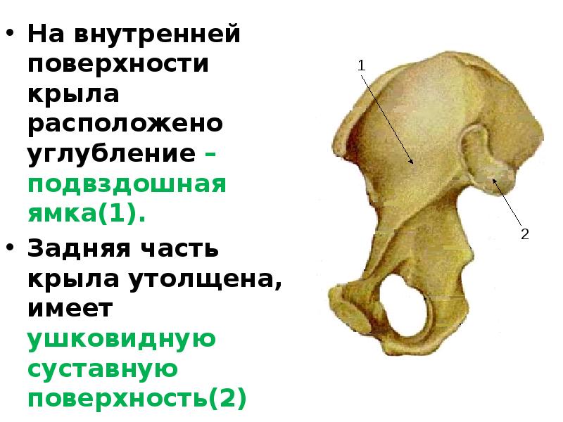 Подвздошная бедренная кость