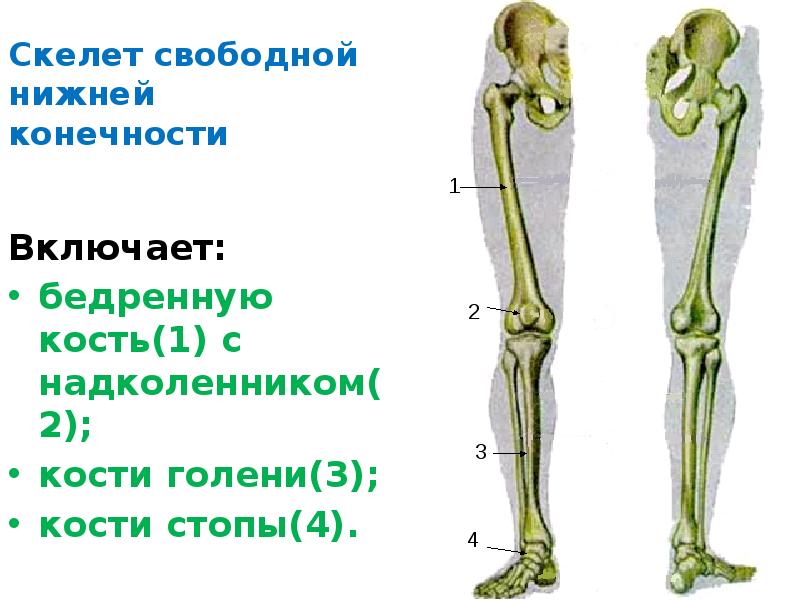 Как называется кость нижней конечности обозначенная на рисунке буквой а бедренная лучевая