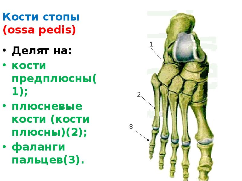 Плюсневая кость стопы