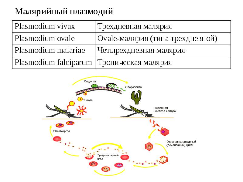 Малярийный плазмодий клетка. Классификация паразита малярийного плазмодия. Какие виды малярийного плазмодия паразитируют у человека. Малярийный плазмодий морфологические свойства. Особенности морфологии малярийного плазмодия.