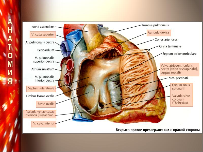 МРТ сердца в Тушино на Волоколамском шоссе 90с12