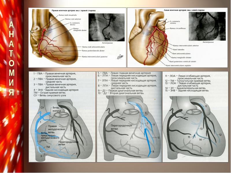 Правая сердечная артерия. Ветви огибающей коронарной артерии. Коронарография сердца кт анатомия\. Анатомия коронарных артерий коронарография. Коронарные артерии венечные вены.