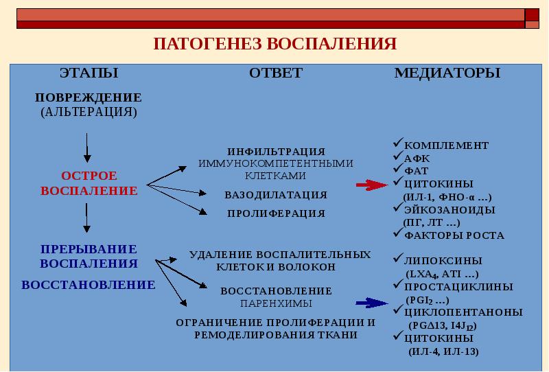 Механизм развития воспалительного процесса