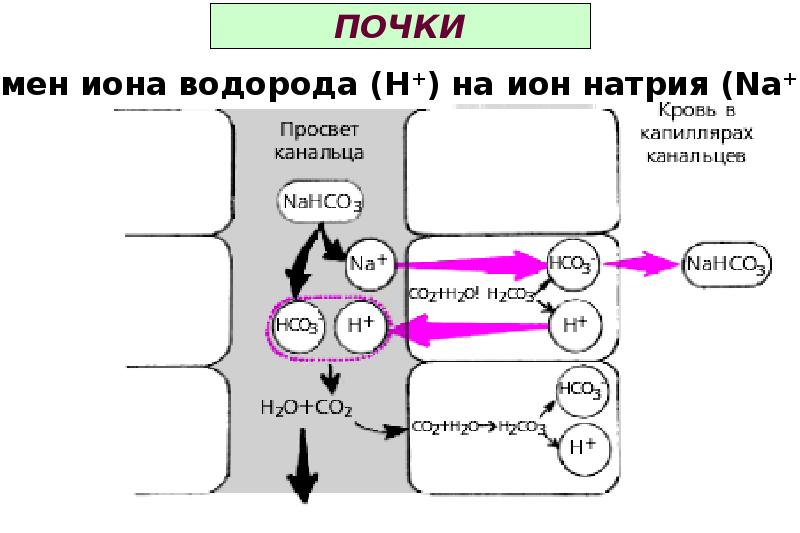 Нарушение кислотно щелочного баланса презентация