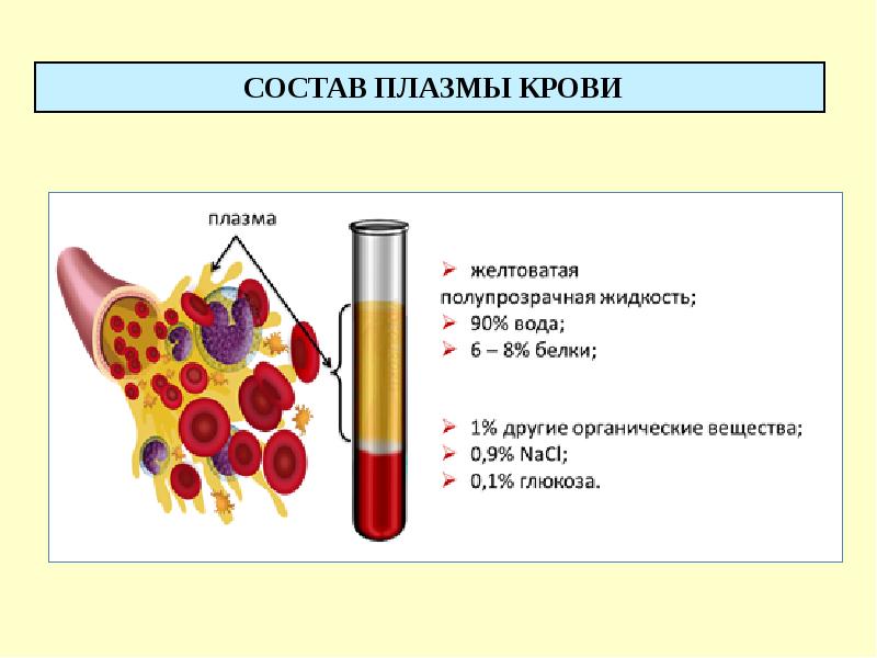 Физиология крови картинки