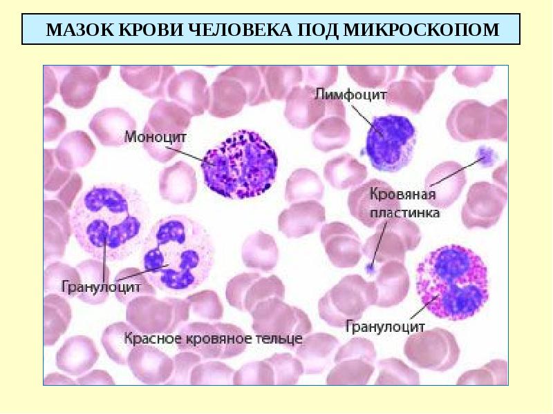 Клетки крови под микроскопом фото с описанием