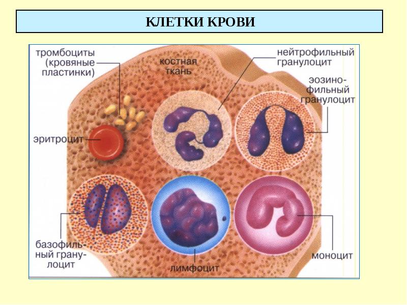 Клетки крови клетки рисунок