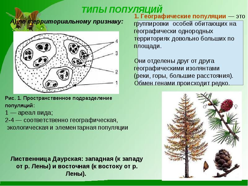 Популяция как форма существования вида 9 класс презентация