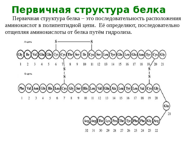 Первичная структура белка это