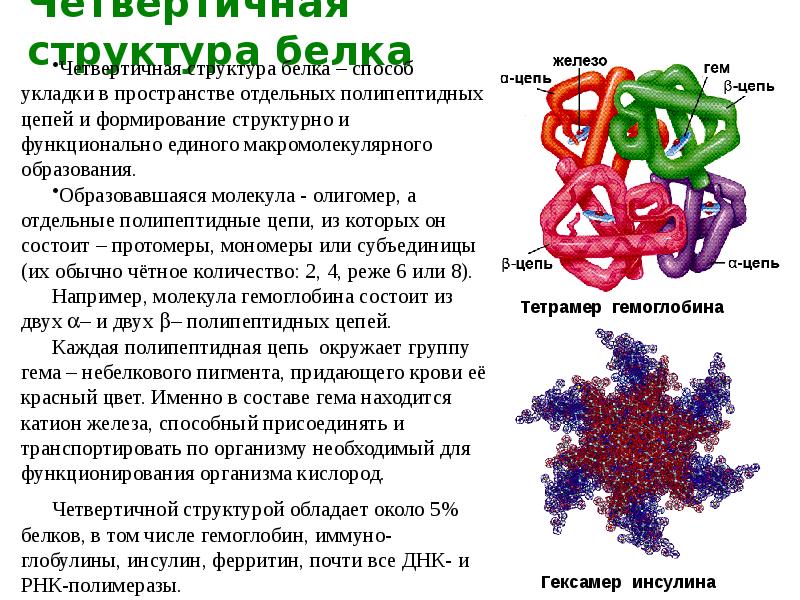 Четвертичная структура белка картинка