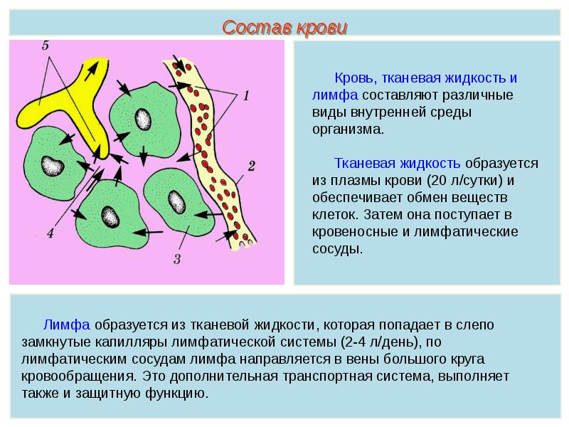 Презентация кровь пименов