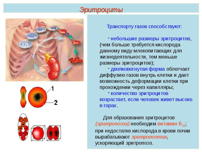 Заполните схему состав крови