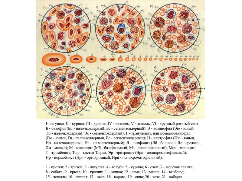 Мазок крови человека рисунок с обозначениями