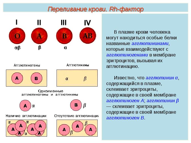 Группы крови человека презентация