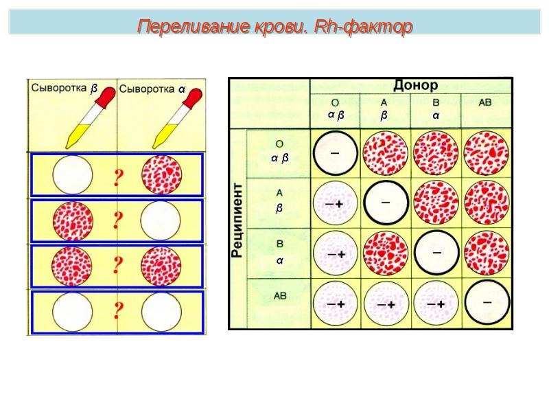 Изучите рисунок и установите какая группа крови