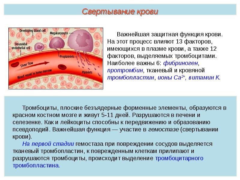 Презентация кровь пименов