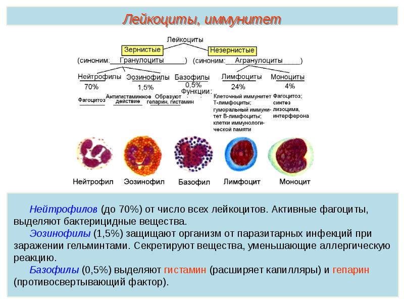 Компоненты крови презентация