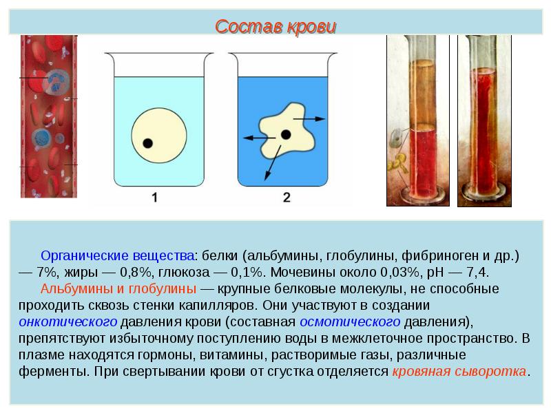 Состав крови схема 7 класс