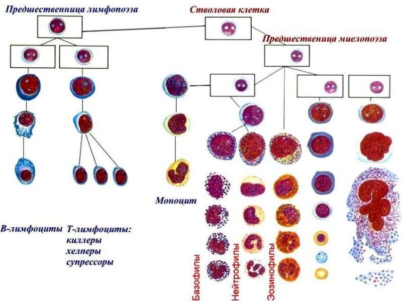 Состав крови рисунок