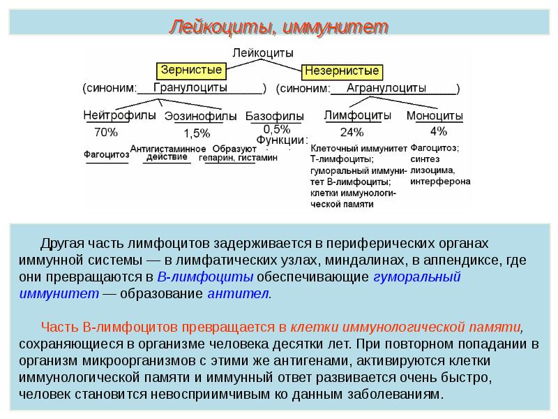 Презентация кровь пименов