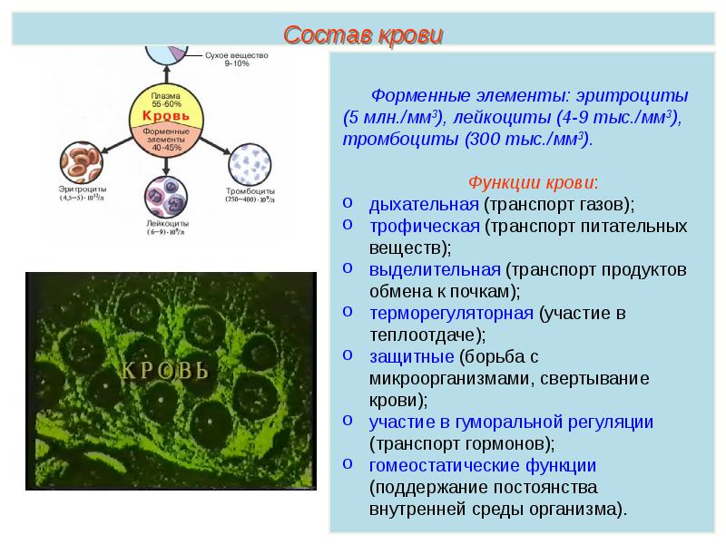 Презентация кровь пименов