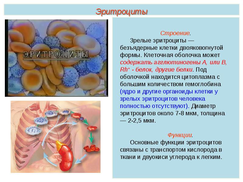 Презентация кровь пименов